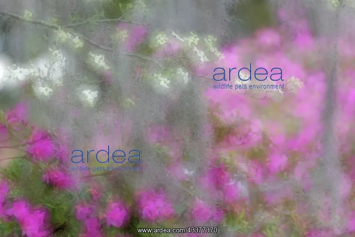 : Soft focus view of flowering dogwood trees and azaleas : Soft focus view of flowering dogwood trees and azaleas
