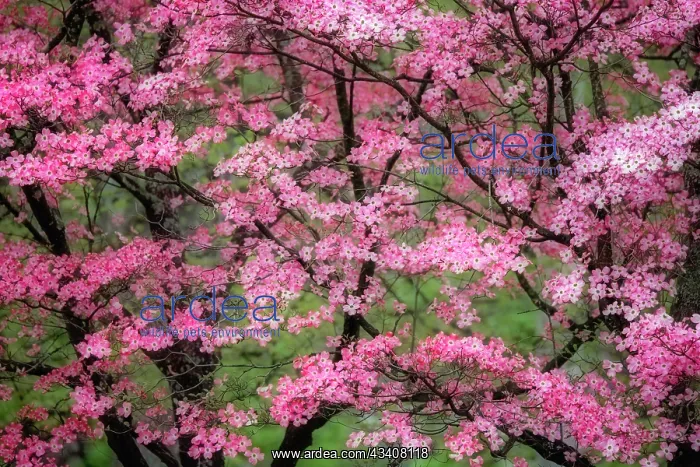 : Soft focus view of large pink flowering dogwood : Soft focus view of large pink flowering dogwood