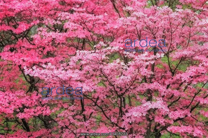: Soft focus view of large pink flowering dogwood : Soft focus view of large pink flowering dogwood