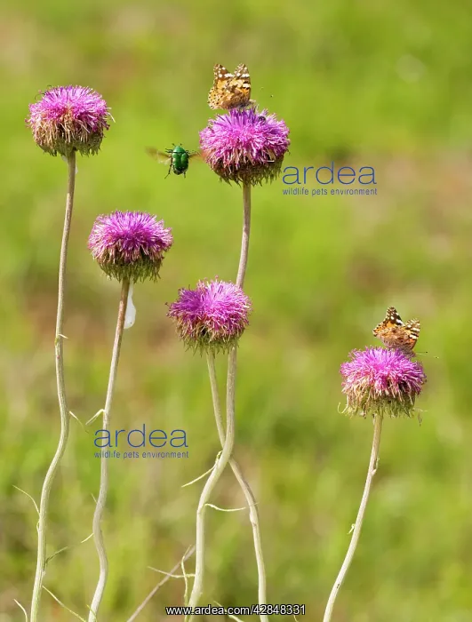 : Soft Jurinea - with visiting Painted Lady butterflies : Soft Jurinea - with visiting Painted Lady butterflies
