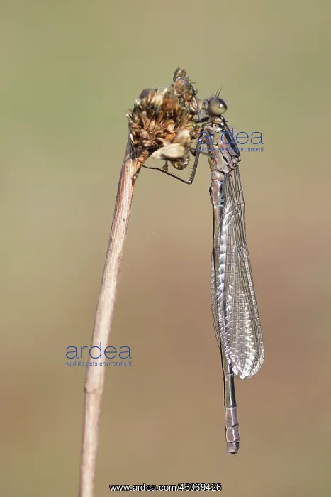 : Soft Rush. Crescent Bluet (Coenagrion lunulatum) freshly emerged male on Soft Rush : Soft Rush. Crescent Bluet (Coenagrion lunulatum) freshly emerged male on Soft Rush