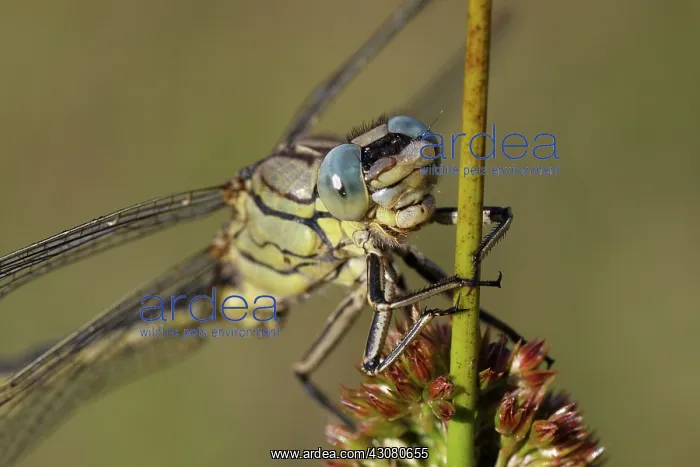 : Soft Rush. Portrait of Western Clubtail (Gomphus pulchellus) male dragonfly : Soft Rush. Portrait of Western Clubtail (Gomphus pulchellus) male dragonfly