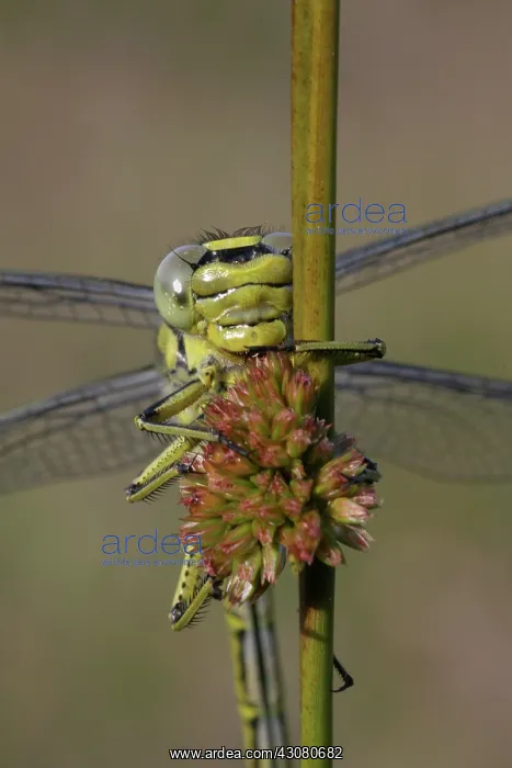 : Soft Rush. Portrait of Western Clubtail (Gomphus pulchellus)dragonfly resting : Soft Rush. Portrait of Western Clubtail (Gomphus pulchellus)dragonfly resting
