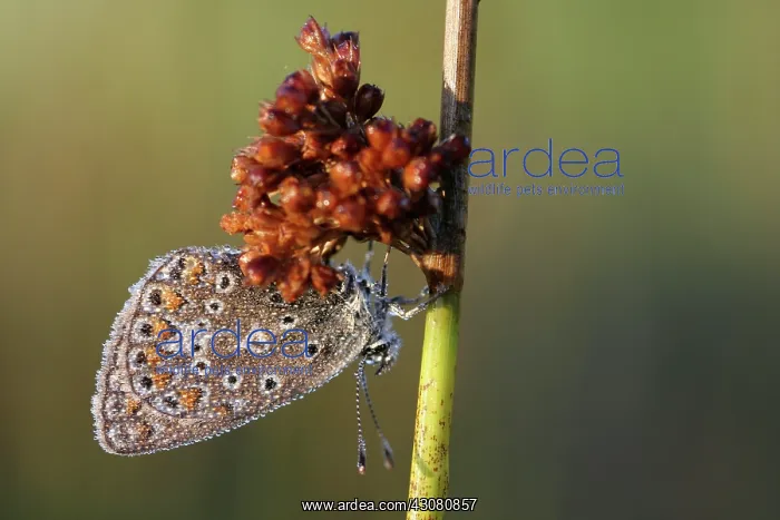 : Soft Rush. Common Blue (Polyommatus icarus)butterfly on Soft rush : Soft Rush. Common Blue (Polyommatus icarus)butterfly on Soft rush