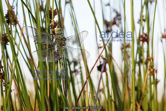 : Soft Rush. One female Emperor Dragonfly (Anax imperator) perched on Soft Rush : Soft Rush. One female Emperor Dragonfly (Anax imperator) perched on Soft Rush
