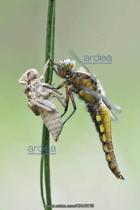: Soft Rush. Freshly emerged male Broad-bodied Chaser : Soft Rush. Freshly emerged male Broad-bodied Chaser