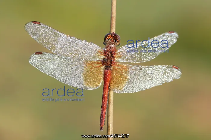 : Soft Rush. Yellow-winged Darter (Sympetrum flaveolum) male covered with : Soft Rush. Yellow-winged Darter (Sympetrum flaveolum) male covered with