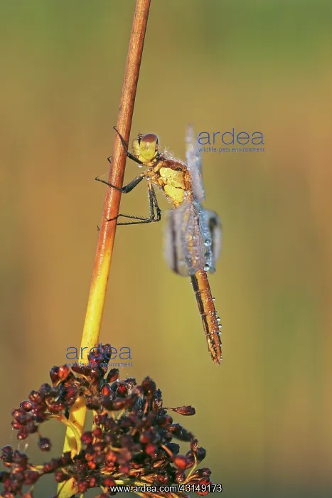 : Soft Rush. Banded Darter (Sympetrum pedemontanum) female on Soft Rush (Juncus effusus) : Soft Rush. Banded Darter (Sympetrum pedemontanum) female on Soft Rush (Juncus effusus)