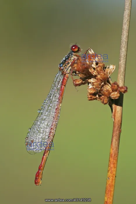 : Soft Rush. Small Red Damselfly (Ceriagrion tenellum) female on Soft Rush (Juncus effusus) : Soft Rush. Small Red Damselfly (Ceriagrion tenellum) female on Soft Rush (Juncus effusus)