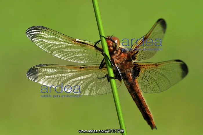 : Soft Rush. Blue Chaser (Libellula fulva) female drying up on a stem of a Soft Rush : Soft Rush. Blue Chaser (Libellula fulva) female drying up on a stem of a Soft Rush