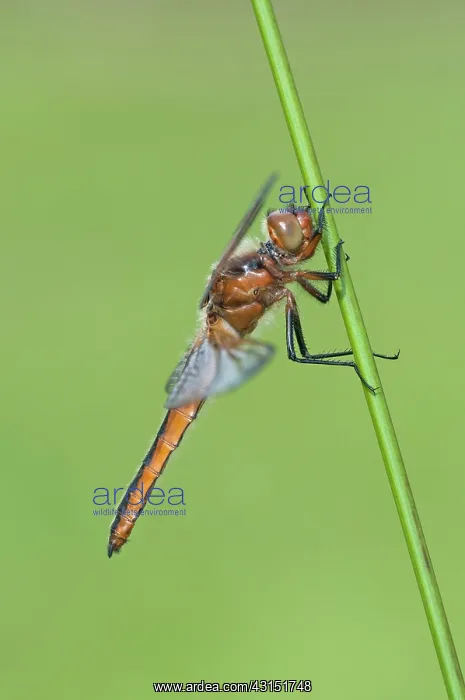 : Soft Rush. Blue Chaser (Libellula fulva) fresh female resting on a stem of a Soft Rush : Soft Rush. Blue Chaser (Libellula fulva) fresh female resting on a stem of a Soft Rush