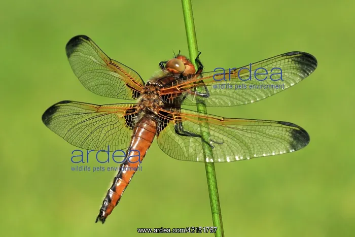 : Soft Rush. Blue Chaser (Libellula fulva) female drying up on a stem of an Soft Rush : Soft Rush. Blue Chaser (Libellula fulva) female drying up on a stem of an Soft Rush