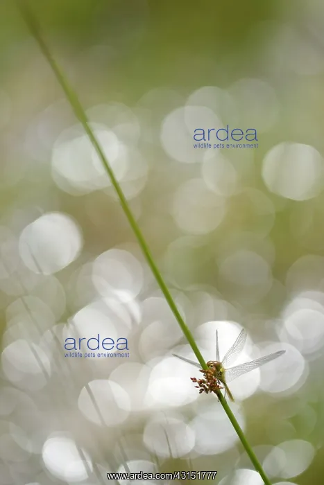 : Soft Rush. Common Darter (Sympetrum striolatum) drying up on the stem of a Soft Rush : Soft Rush. Common Darter (Sympetrum striolatum) drying up on the stem of a Soft Rush