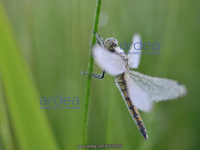 : Soft Rush. Black-tailed Skimmer (Orthetrum cancellatum) female resting : Soft Rush. Black-tailed Skimmer (Orthetrum cancellatum) female resting