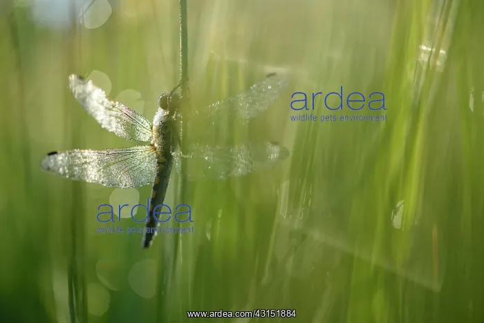 : Soft Rush. Black-tailed Skimmer (Orthetrum cancellatum) female resting : Soft Rush. Black-tailed Skimmer (Orthetrum cancellatum) female resting
