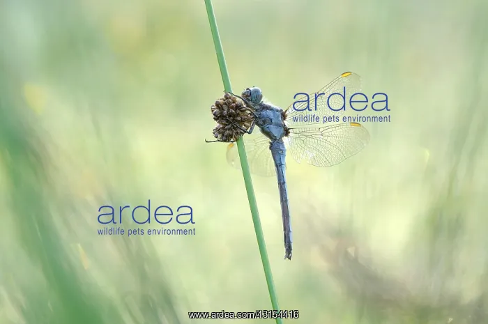 : Soft Rush. Keeled Skimmer (Orthetrum coerulescens) male resting on a blade of Soft Rush : Soft Rush. Keeled Skimmer (Orthetrum coerulescens) male resting on a blade of Soft Rush