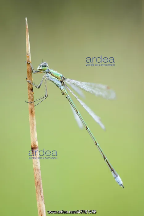 : Soft Rush. Close up of a Common Spreadwing (Lestes sponsa) male resting at Soft Rush : Soft Rush. Close up of a Common Spreadwing (Lestes sponsa) male resting at Soft Rush