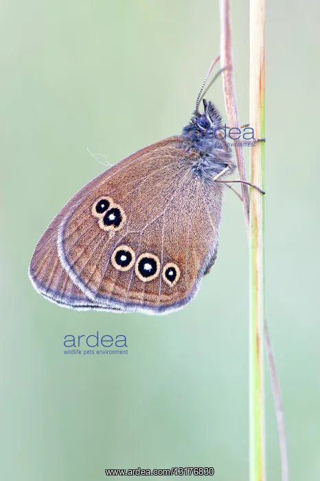 : Soft Rush. Ringlet (Aphantopus hyperantus) butterfly resting on Soft rush : Soft Rush. Ringlet (Aphantopus hyperantus) butterfly resting on Soft rush