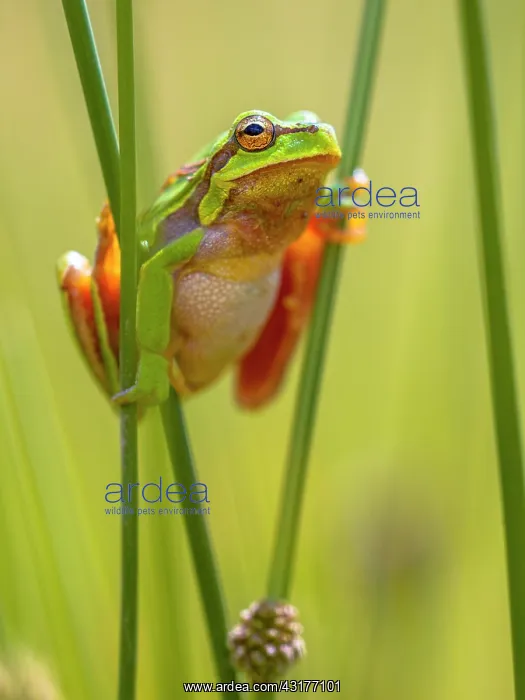 : Soft Rush. European Tree Frog (Hyla arborea) climbing in common rush : Soft Rush. European Tree Frog (Hyla arborea) climbing in common rush
