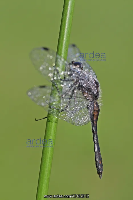 : Soft Rush. Black Darter (Sympetrum danae) male covered with dew resting on Soft Rush : Soft Rush. Black Darter (Sympetrum danae) male covered with dew resting on Soft Rush