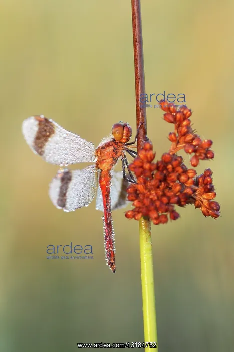 : Soft Rush. Banded Darter (Sympetrum pedemontanum) male covered with dew : Soft Rush. Banded Darter (Sympetrum pedemontanum) male covered with dew