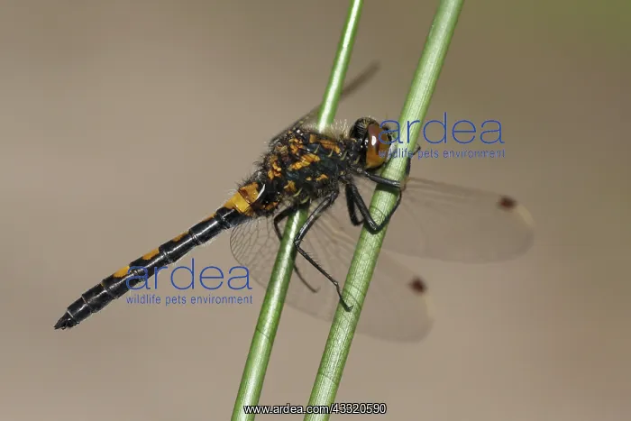 : Soft Rush. Ruby Whiteface (Leucorrhinia rubicunda) male resting on Soft Rush : Soft Rush. Ruby Whiteface (Leucorrhinia rubicunda) male resting on Soft Rush