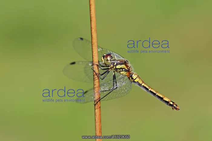 : Soft Rush. Black Darter (Sympetrum danae) female resting on Soft Rush (Juncus effusus) : Soft Rush. Black Darter (Sympetrum danae) female resting on Soft Rush (Juncus effusus)