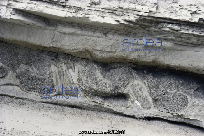 : Soft Sediment Deformation : Soft Sediment Deformation
