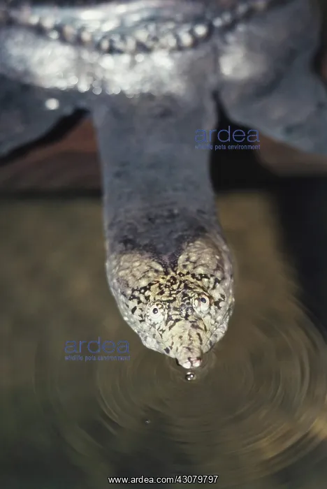 : Soft-shelled Turtle : Soft-shelled Turtle