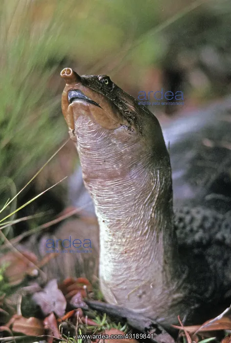  : Soft-Shelled Turtle