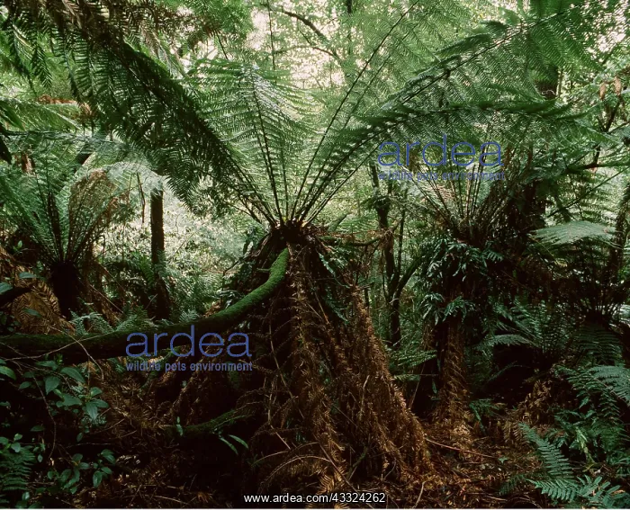: SOFT TREE FERN - and Kangaroo Fern on its microsorium : SOFT TREE FERN - and Kangaroo Fern on its microsorium