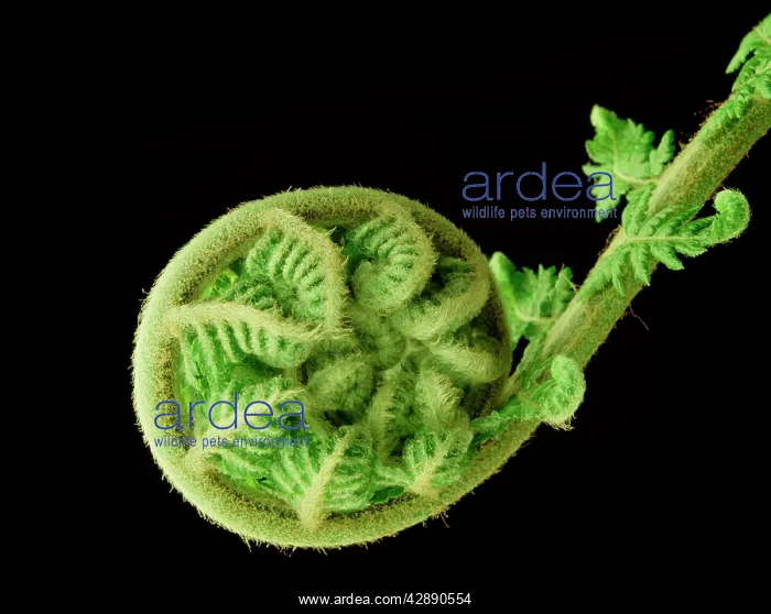 : Soft Tree Fern - unfolding new frond : Soft Tree Fern - unfolding new frond