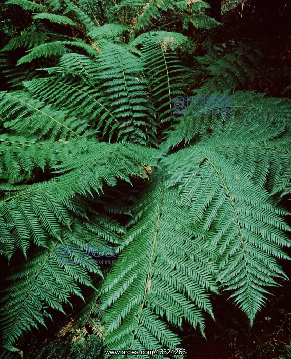 : SOFT TREE FERN - in wet sclerophyll forest : SOFT TREE FERN - in wet sclerophyll forest