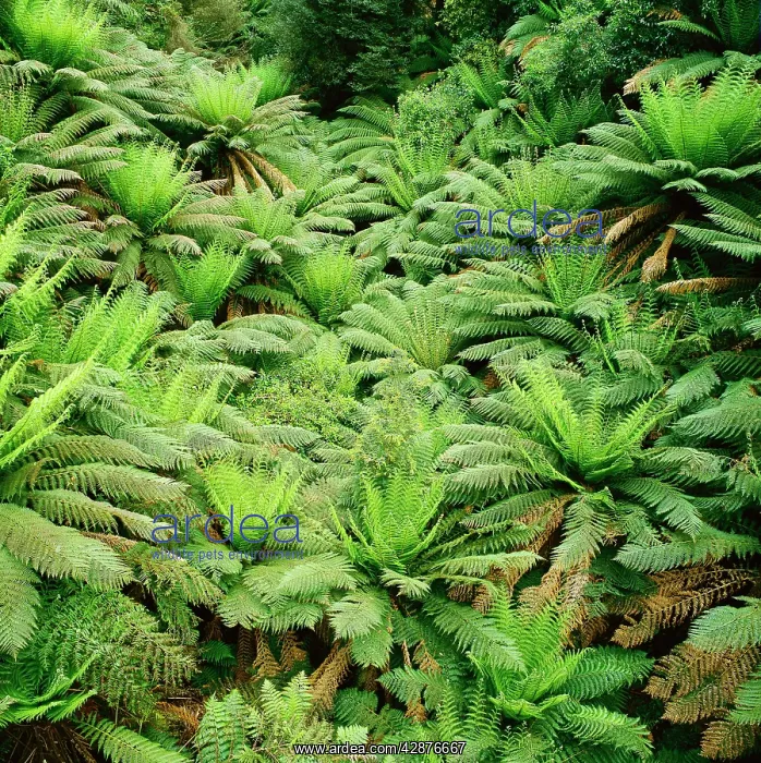 : Soft tree ferns : Soft tree ferns