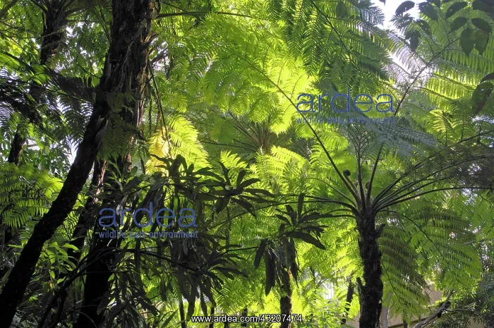 : Soft Tree Ferns or Man Ferns (Dicksonia antarctica) : Soft Tree Ferns or Man Ferns (Dicksonia antarctica)
