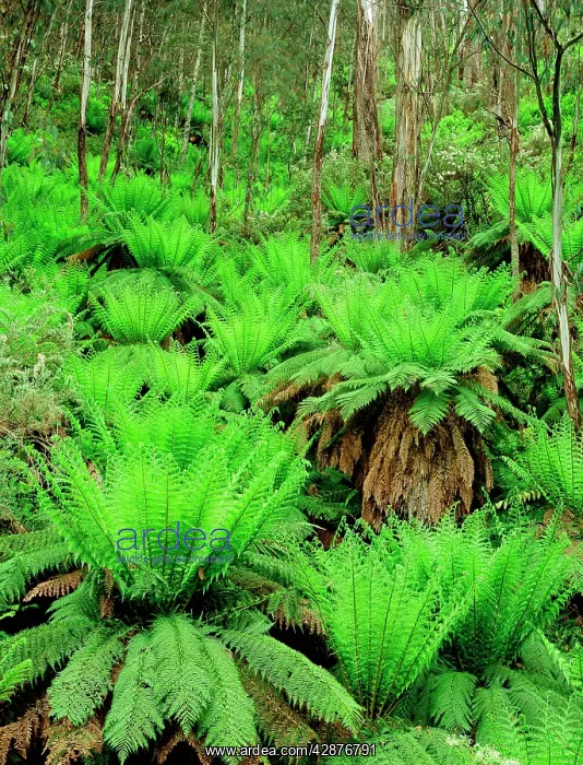 : Soft tree Ferns - at Mt Skene on Mansfield-Heyfield road : Soft tree Ferns - at Mt Skene on Mansfield-Heyfield road