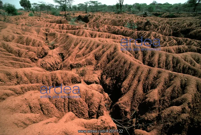 : Serious soil erosion near Lake Baringo : Serious soil erosion near Lake Baringo