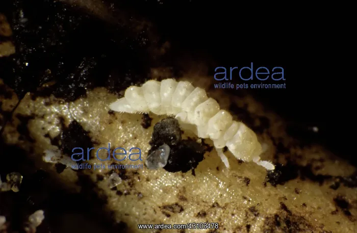 : Soil living springtail (Onychiurus sp.) : Soil living springtail (Onychiurus sp.)
