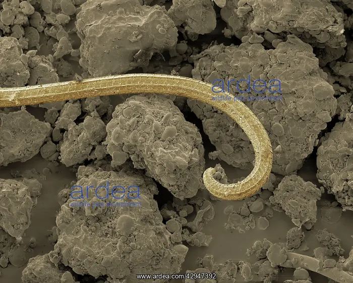 : Soil Nematode : Soil Nematode
