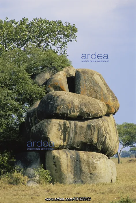 : Soit Ngum Kopje, Serengeti : Soit Ngum Kopje, Serengeti