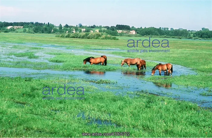 : SOKLOSKIE HORSES - Feeding on flood plain : SOKLOSKIE HORSES - Feeding on flood plain
