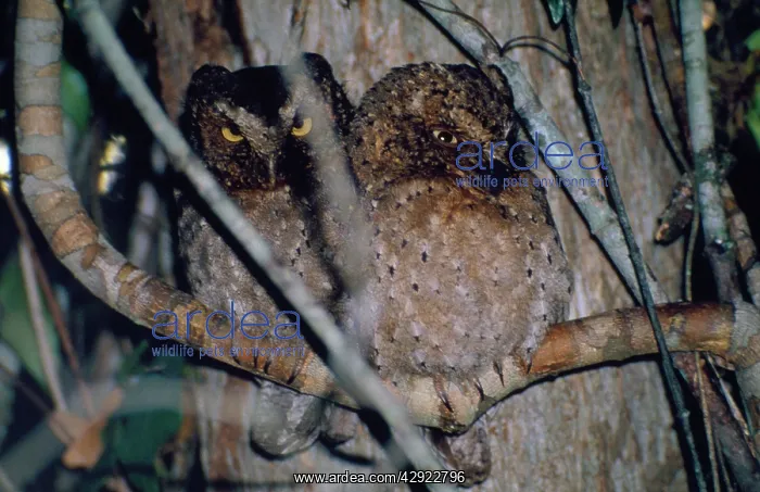 : Sokoke / Morden's Scops-Owl - endemic to Sokoke forest : Sokoke / Morden's Scops-Owl - endemic to Sokoke forest