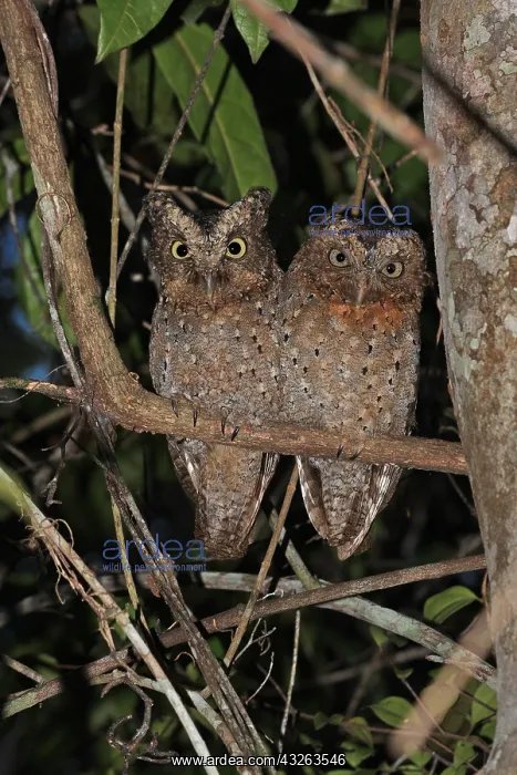  : Sokoke Scops Owl