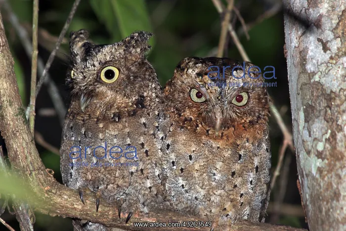  : Sokoke Scops Owl
