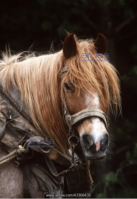  : SOKOLSKIE HORSE