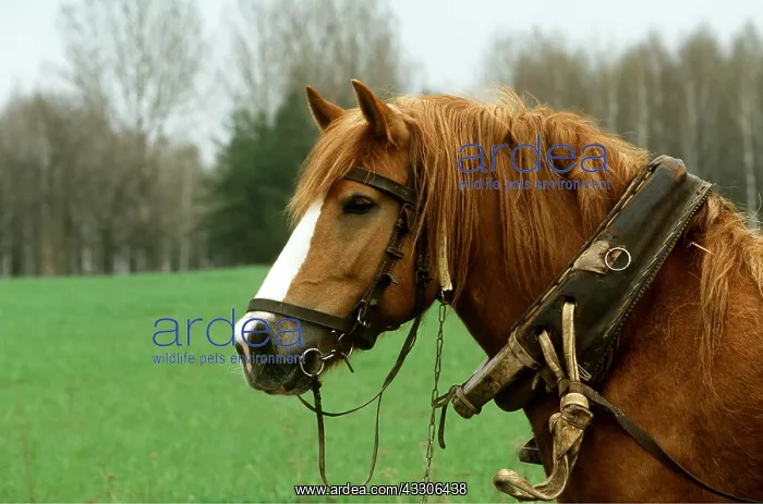 : SOKOLSKIE HORSE : SOKOLSKIE HORSE
