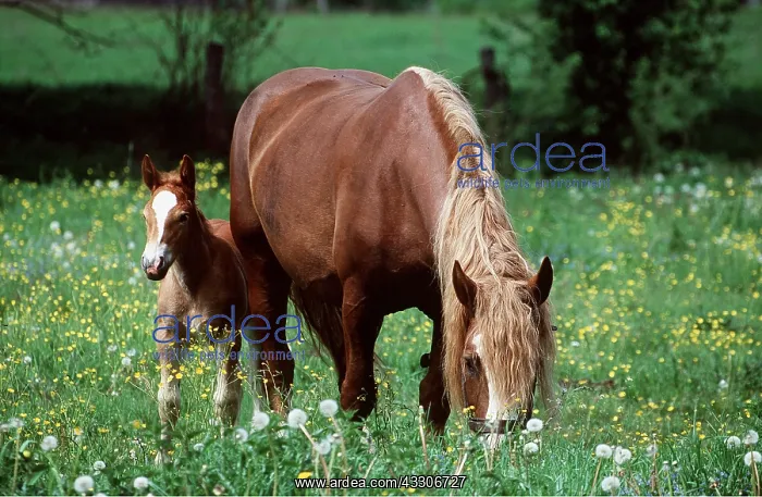: SOKOLSKIE HORSE & FOAL : SOKOLSKIE HORSE & FOAL