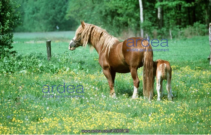 : SOKOLSKIE HORSE & FOAL : SOKOLSKIE HORSE & FOAL