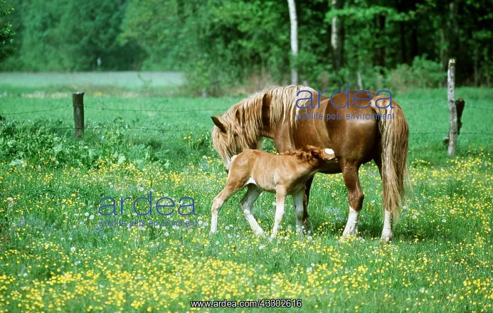 : SOKOLSKIE HORSE & FOAL, suckling : SOKOLSKIE HORSE & FOAL, suckling