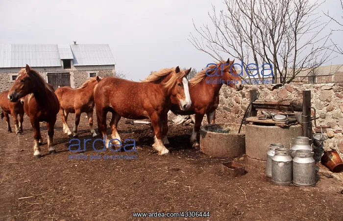 : SOKOLSKIE HORSES : SOKOLSKIE HORSES